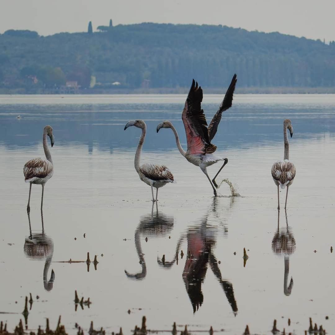 Chalet Sul Trasimeno Sant'Arcangelo  ภายนอก รูปภาพ